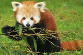 小熊猫资料,森林中的可爱精灵与生态保护的重要性